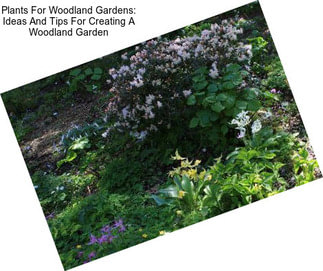 Plants For Woodland Gardens: Ideas And Tips For Creating A Woodland Garden