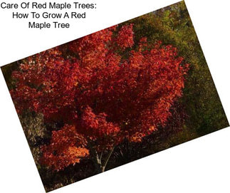 Care Of Red Maple Trees: How To Grow A Red Maple Tree