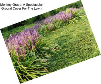 Monkey Grass: A Spectacular Ground Cover For The Lawn