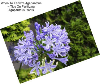 When To Fertilize Agapanthus – Tips On Fertilizing Agapanthus Plants