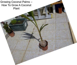 Growing Coconut Palms – How To Grow A Coconut Plant