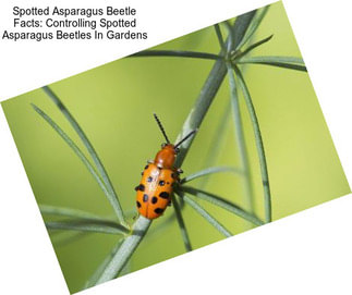 Spotted Asparagus Beetle Facts: Controlling Spotted Asparagus Beetles In Gardens