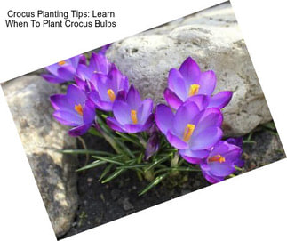 Crocus Planting Tips: Learn When To Plant Crocus Bulbs