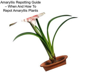 Amaryllis Repotting Guide – When And How To Repot Amaryllis Plants