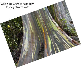 Can You Grow A Rainbow Eucalyptus Tree?