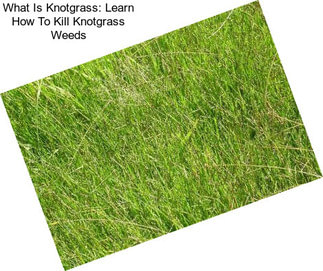 What Is Knotgrass: Learn How To Kill Knotgrass Weeds