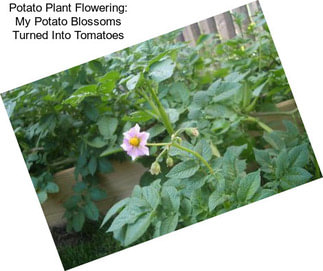 Potato Plant Flowering: My Potato Blossoms Turned Into Tomatoes
