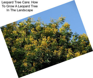Leopard Tree Care: How To Grow A Leopard Tree In The Landscape