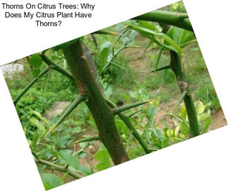 Thorns On Citrus Trees: Why Does My Citrus Plant Have Thorns?