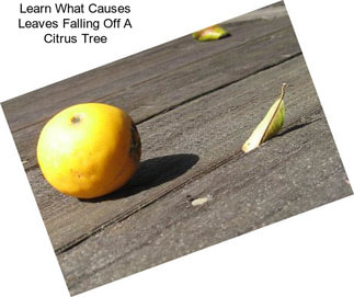 Learn What Causes Leaves Falling Off A Citrus Tree