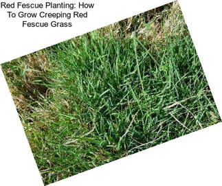 Red Fescue Planting: How To Grow Creeping Red Fescue Grass