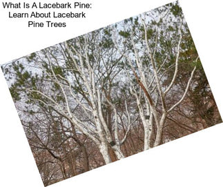 What Is A Lacebark Pine: Learn About Lacebark Pine Trees