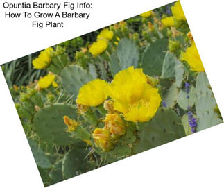 Opuntia Barbary Fig Info: How To Grow A Barbary Fig Plant