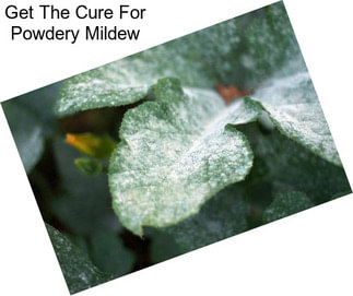 Get The Cure For Powdery Mildew