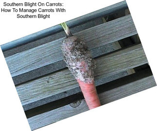Southern Blight On Carrots: How To Manage Carrots With Southern Blight