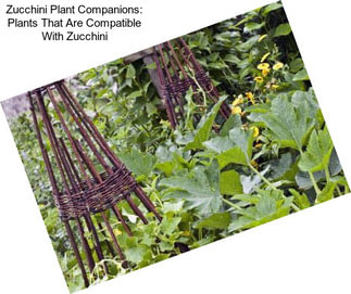 Zucchini Plant Companions: Plants That Are Compatible With Zucchini