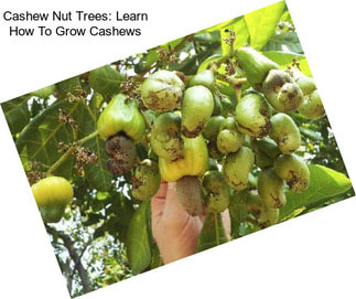 Cashew Nut Trees: Learn How To Grow Cashews