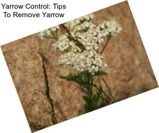 Yarrow Control: Tips To Remove Yarrow