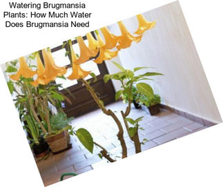 Watering Brugmansia Plants: How Much Water Does Brugmansia Need