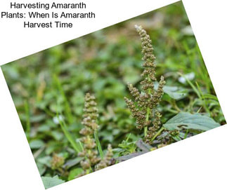 Harvesting Amaranth Plants: When Is Amaranth Harvest Time