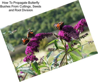 How To Propagate Butterfly Bushes From Cuttings, Seeds and Root Division