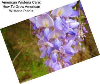 American Wisteria Care: How To Grow American Wisteria Plants