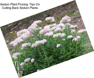 Sedum Plant Pruning: Tips On Cutting Back Sedum Plants