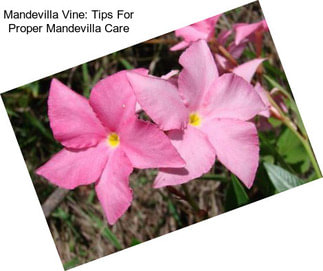 Mandevilla Vine: Tips For Proper Mandevilla Care