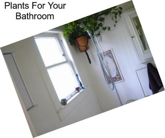 Plants For Your Bathroom