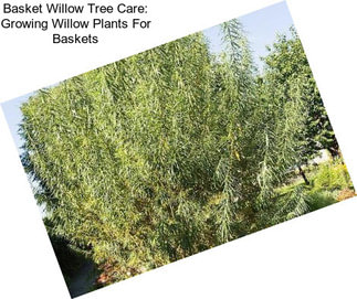 Basket Willow Tree Care: Growing Willow Plants For Baskets