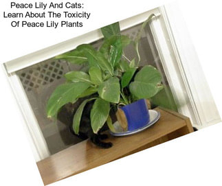 Peace Lily And Cats: Learn About The Toxicity Of Peace Lily Plants