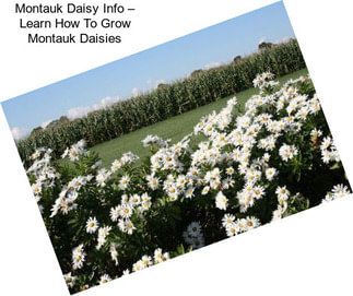 Montauk Daisy Info – Learn How To Grow Montauk Daisies