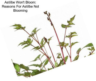 Astilbe Won\'t Bloom: Reasons For Astilbe Not Blooming