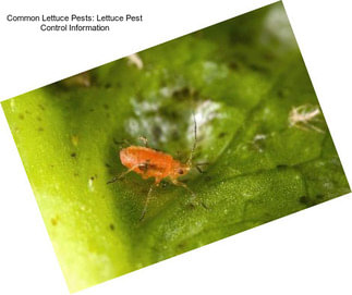 Common Lettuce Pests: Lettuce Pest Control Information