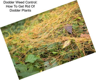 Dodder Weed Control: How To Get Rid Of Dodder Plants