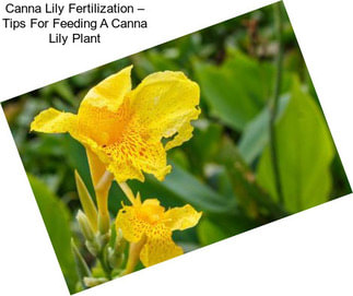 Canna Lily Fertilization – Tips For Feeding A Canna Lily Plant