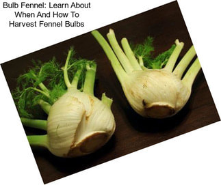 Bulb Fennel: Learn About When And How To Harvest Fennel Bulbs