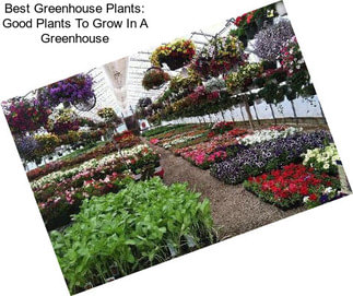 Best Greenhouse Plants: Good Plants To Grow In A Greenhouse