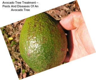 Avocado Tree Treatment – Pests And Diseases Of An Avocado Tree