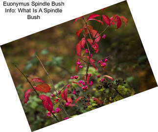 Euonymus Spindle Bush Info: What Is A Spindle Bush