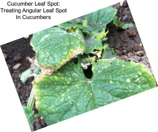 Cucumber Leaf Spot: Treating Angular Leaf Spot In Cucumbers