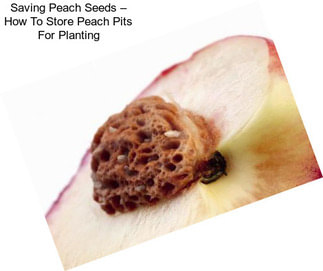 Saving Peach Seeds – How To Store Peach Pits For Planting