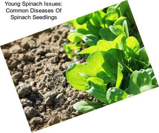Young Spinach Issues: Common Diseases Of Spinach Seedlings