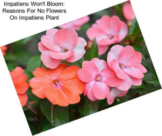 Impatiens Won\'t Bloom: Reasons For No Flowers On Impatiens Plant