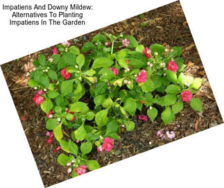 Impatiens And Downy Mildew: Alternatives To Planting Impatiens In The Garden