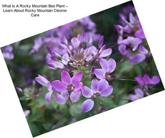 What Is A Rocky Mountain Bee Plant – Learn About Rocky Mountain Cleome Care