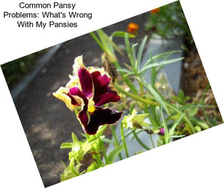 Common Pansy Problems: What\'s Wrong With My Pansies