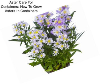 Aster Care For Containers: How To Grow Asters In Containers