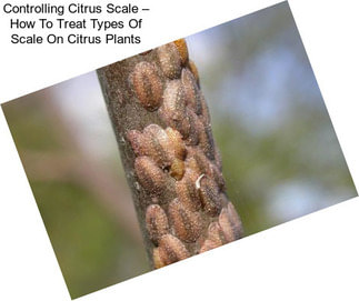 Controlling Citrus Scale – How To Treat Types Of Scale On Citrus Plants