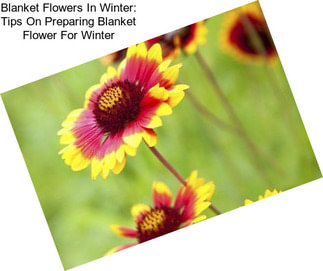 Blanket Flowers In Winter: Tips On Preparing Blanket Flower For Winter